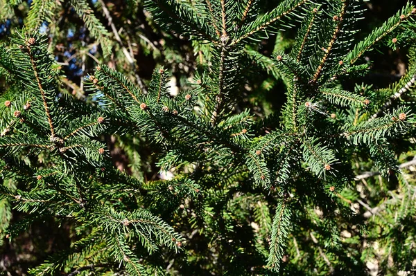 Green Spruce Branch Blurred Background Close View — Stock Photo, Image