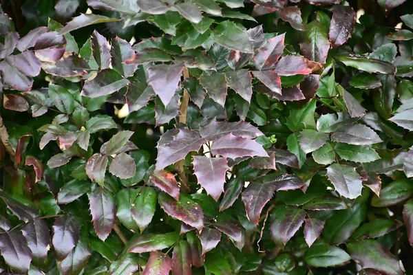 夏日花园里的绿色植物 — 图库照片