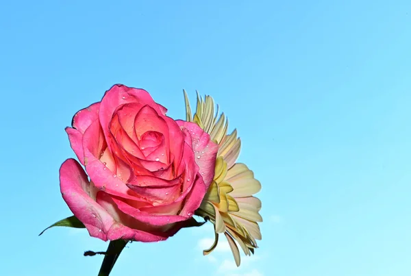 美しいバラとゲルベラの花が空を背景に夏のコンセプト — ストック写真