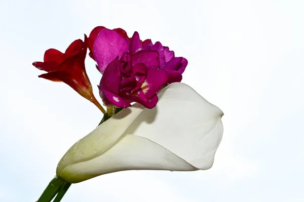 Flores Coloridas Florescem Fundo Céu Azul — Fotografia de Stock