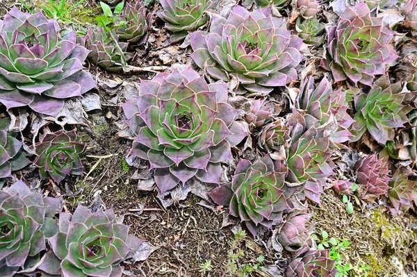 夏の日の庭の緑の植物 — ストック写真