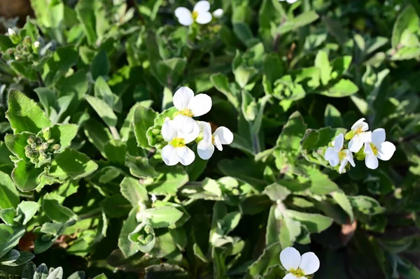 夏日阳光明媚的花园里 盛开着美丽的花朵 — 图库照片