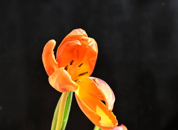 Hermoso Tulipán Sobre Fondo Oscuro Concepto Verano Vista Cercana — Foto de Stock