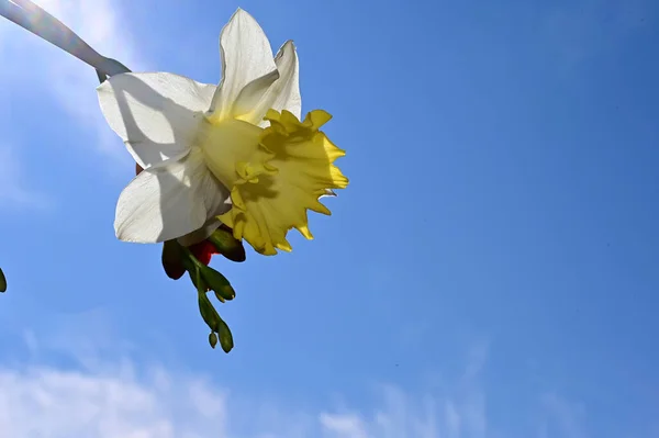 Erstaunliche Blumen Blühen Mit Grünen Blättern Auf Blauem Himmel Hintergrund — Stockfoto