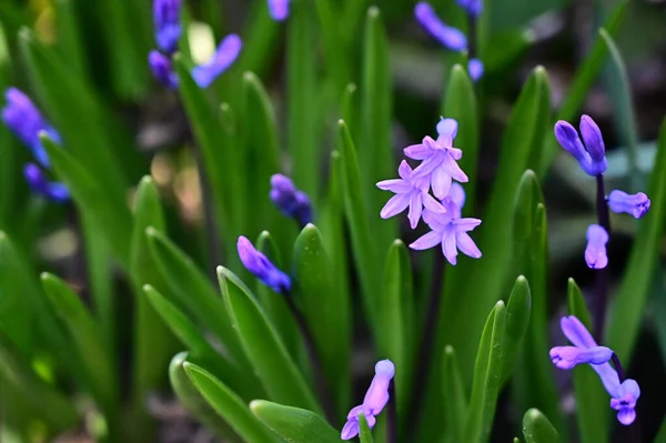 Flores Bonitas Jardim — Fotografia de Stock