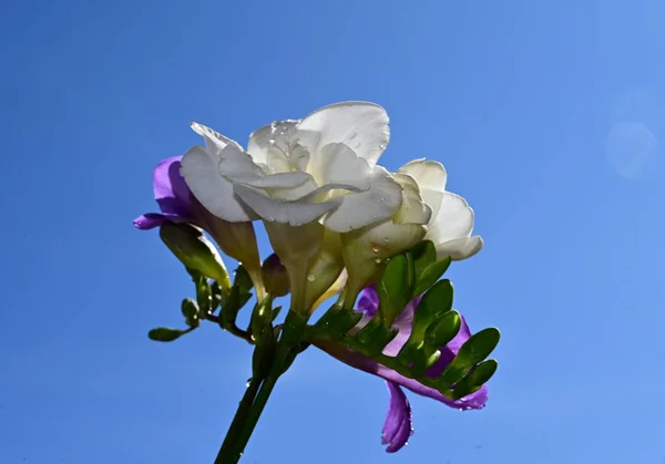 Ευαίσθητα Λουλούδια Ανθίζουν Μπλε Φόντο Του Ουρανού — Φωτογραφία Αρχείου
