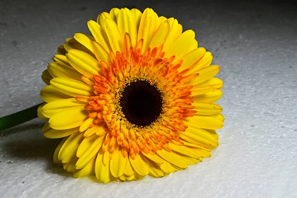 Close Gerbera Flower — Stock Photo, Image