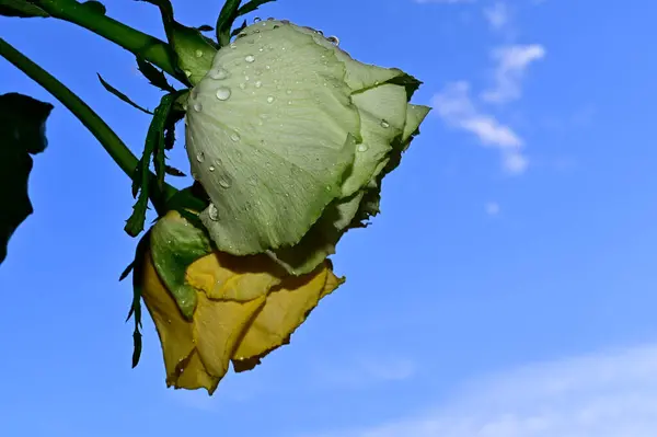 Belas Flores Fundo Céu Azul — Fotografia de Stock