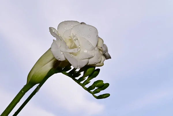 Křehké Květiny Květ Modré Obloze Pozadí — Stock fotografie