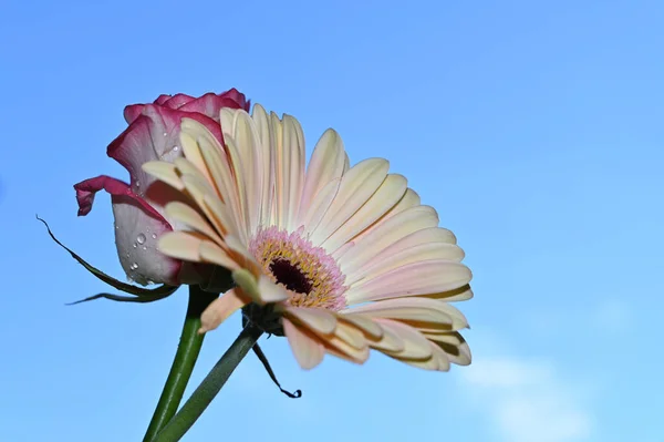 Красивые Цветы Розы Герберы Фоне Неба Летняя Концепция Вид Сверху — стоковое фото