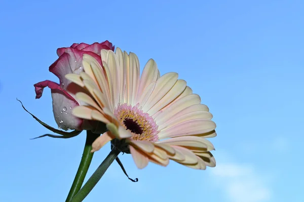 Hermosas Flores Rosa Gerberas Fondo Del Cielo Concepto Verano Vista —  Fotos de Stock