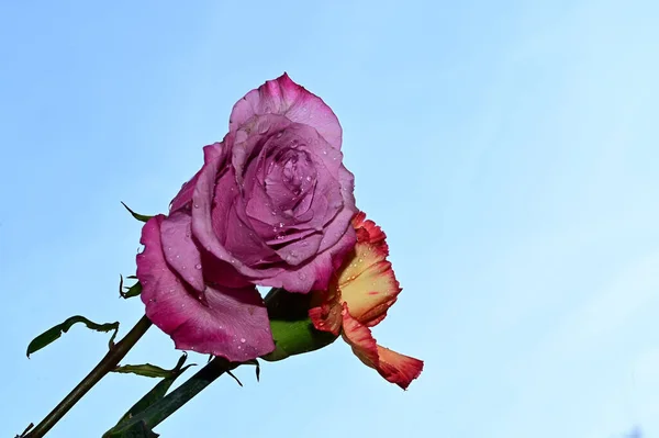青い空を背景に美しいカーネーションとバラの花 — ストック写真