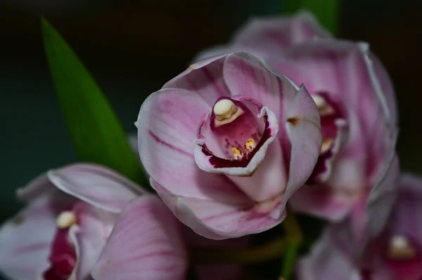 Zarte Blumen Auf Schwarzem Hintergrund Nahaufnahme — Stockfoto