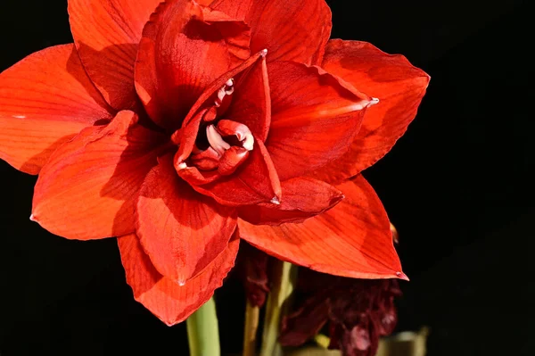 Beautiful Red Flower Black Background — Stock Photo, Image