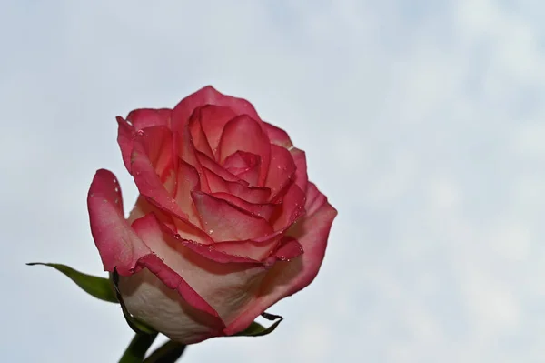 Bräcklig Ros Blomma Blå Himmel Bakgrund — Stockfoto