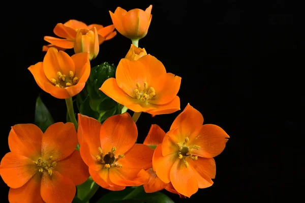 Flores Bonitas Fundo Escuro Conceito Verão Vista Próxima — Fotografia de Stock