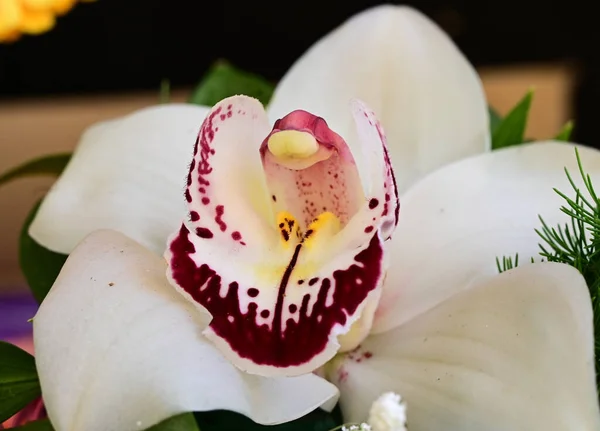 Schöne Orchidee Auf Dunklem Hintergrund Sommerkonzept Nahsicht — Stockfoto