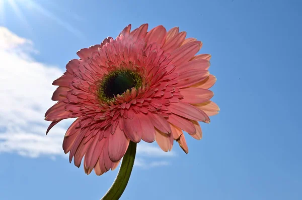 Beautiful Flowers Blue Sky Background — Stock Photo, Image