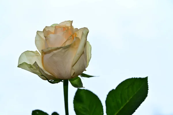 Roses Lumineuses Sur Fond Bleu Ciel — Photo