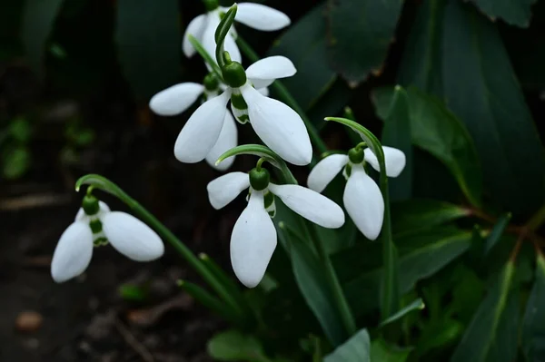 Hermosas Flores Que Crecen Jardín Verano Día Soleado —  Fotos de Stock