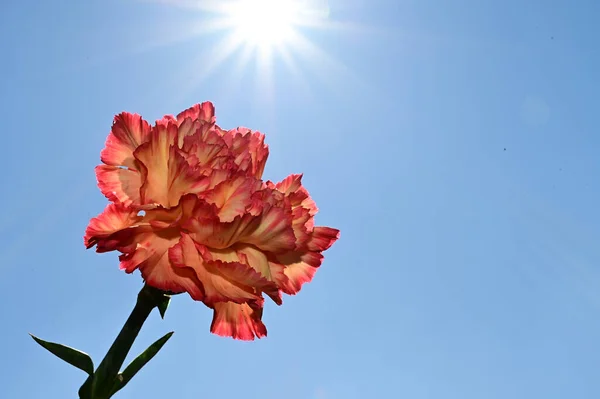 Beautiful Bouquet Flowers Blue Sky Background — Stock Photo, Image