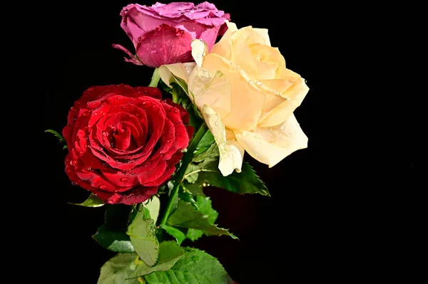 深色背景的美丽玫瑰束 夏季概念 — 图库照片