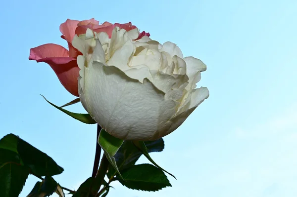Ευαίσθητα Τριαντάφυλλα Ανθίζουν Μπλε Φόντο Του Ουρανού — Φωτογραφία Αρχείου