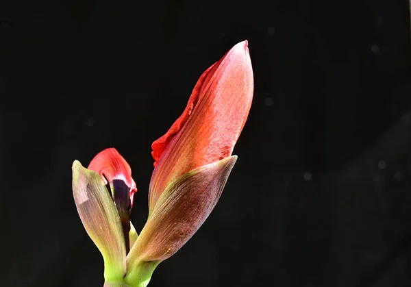 Flores Tenras Sobre Fundo Preto Perto — Fotografia de Stock