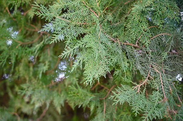 夏の日の庭の緑の植物 — ストック写真