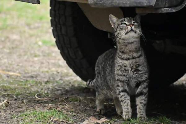 夏の日に車の屋外近くに立つ可愛い猫 — ストック写真