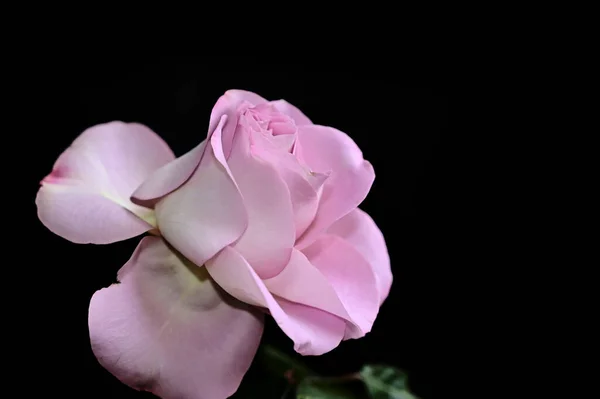 美しいバラは暗い背景夏のコンセプトに近い眺め — ストック写真