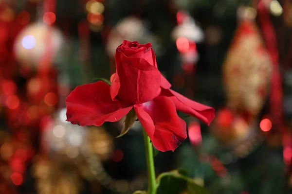 Όμορφο Τριαντάφυλλο Σκούρο Θολή Φόντο Έννοια Του Καλοκαιριού Κοντινή Θέα — Φωτογραφία Αρχείου
