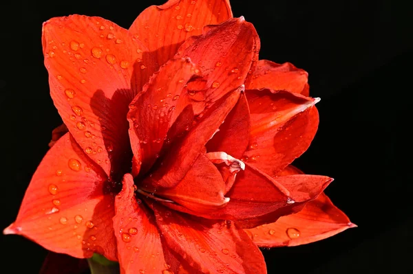 Beautiful Red Flower Black Background — Stock Photo, Image