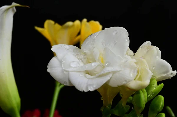 Hermosas Flores Sobre Fondo Oscuro Concepto Verano Vista Cercana —  Fotos de Stock