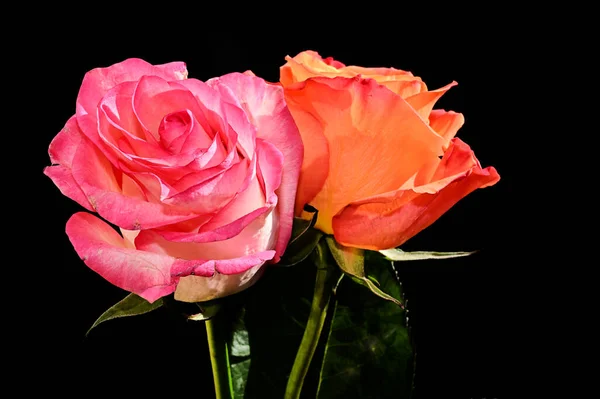 深色背景的美丽玫瑰 夏日概念 — 图库照片