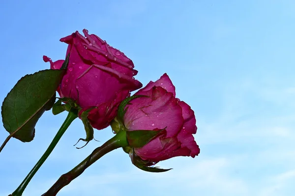 青空に色とりどりの花が咲く背景 — ストック写真