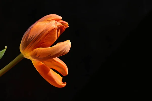 Hermoso Tulipán Sobre Fondo Oscuro Concepto Verano Vista Cercana —  Fotos de Stock