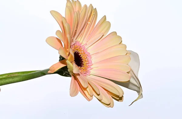 Hermosas Flores Gerberas Calas Fondo Del Cielo Concepto Verano Vista — Foto de Stock