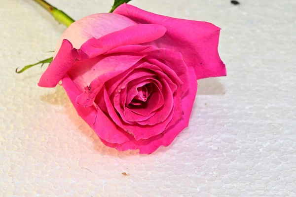 Belle Fleur Rose Sur Fond Gris Concept Été Vue Rapprochée — Photo