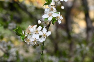 Güzel çiçekli elma ağacı dalları, yakın plan, bahar konsepti.  
