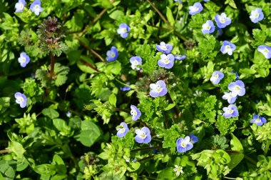 Yeşil yapraklarla açan muhteşem mor çiçekler.