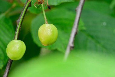 Açık havada kirazlı ağaç, yaz konsepti, yakın görüş  