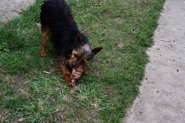Tatlı köpek yaz günü dışarıda eğleniyor.