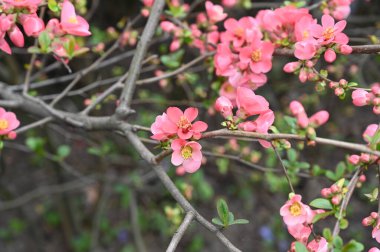 Güzel çiçekli kiraz ağacı dalları, yakın plan, bahar konsepti.  