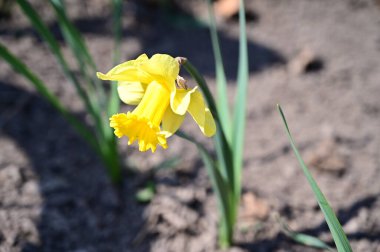 Güneşli yaz gününde bahçede yetişen güzel nergis. 