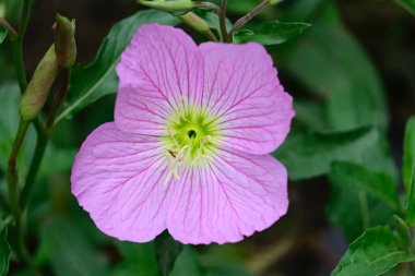 Güneşli yaz gününde bahçede yetişen güzel çiçekler. 