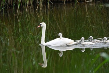 Yavruları olan güzel beyaz kuğu yaz günü göl yüzeyinde yüzüyor. 