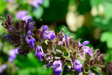 Bahçedeki güzel çiçekler