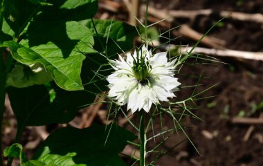 Güneşli yaz gününde bahçede yetişen güzel çiçekler. 