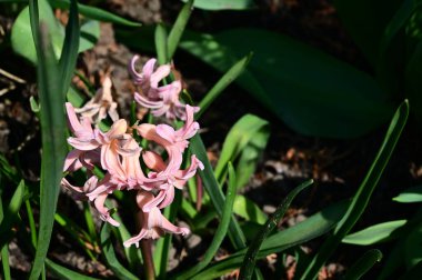 Güneşli yaz gününde bahçede yetişen güzel çiçekler. 